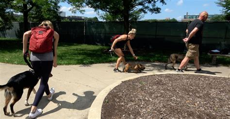 Outdoor Walking Dog Training Classes in Chicago