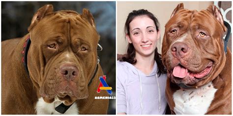 A huge dog named Hulk is one of the biggest dogs in the world. See how he lives - NEWS FROM ...