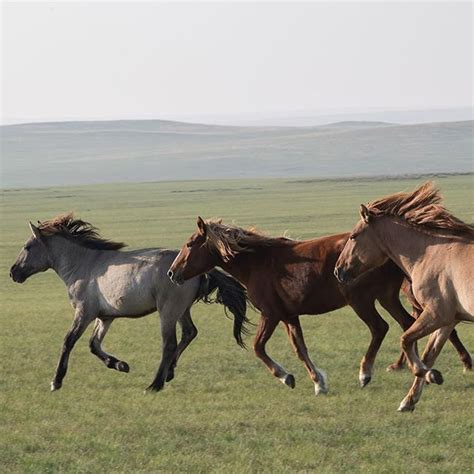 Mongolia's Eastern Steppe is one of the last great grassland ...