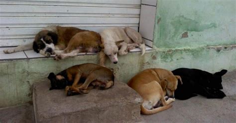 Shelter for animals that are abandoned in the city of Francisco Morado and fine for abandonment