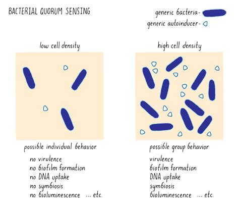 Quorum Sensing | Bacterial Communication | by Bonnie Bassler