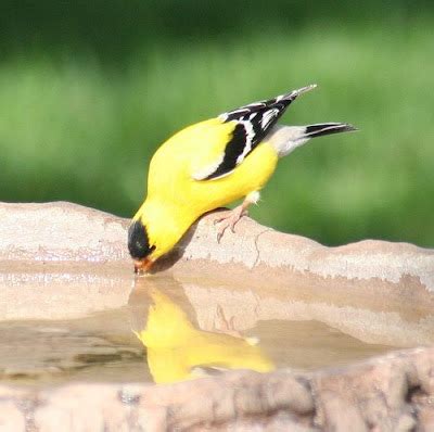 Iowa State Bird Eastern Goldfinch | State Birds