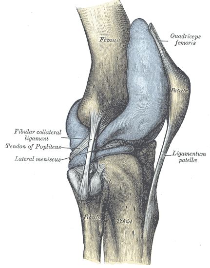 Articular capsule of the knee joint - Wikipedia