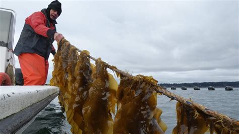 Seaweed Farming Has Vast Potential (But Good Luck Getting a Permit) | The Pew Charitable Trusts