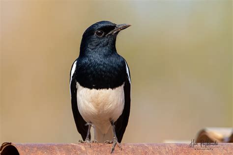 An Oriental Magpie Robin looking for food | A male - this is… | Flickr