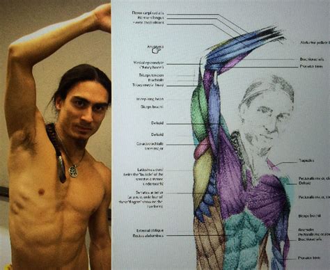 anatomy: raised arm, armpit | 인체, 해부학, 해부학 그림