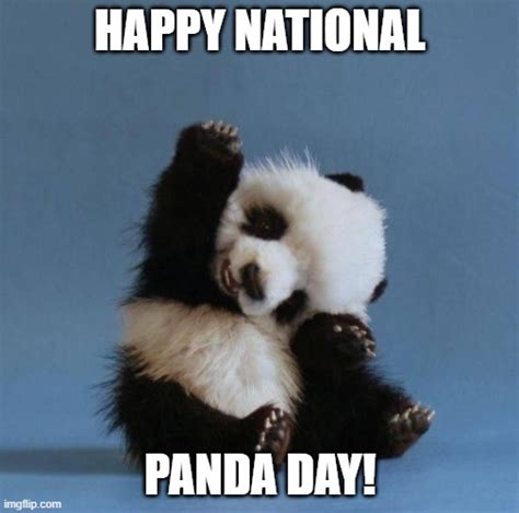 Happy Panda Day everyone! - Imgflip