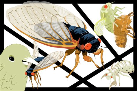 An Animated Guide to This Year's Brood X Cicada Emergence | TIME