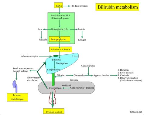 Liver Function Test Interpretation Table | Decoration Examples