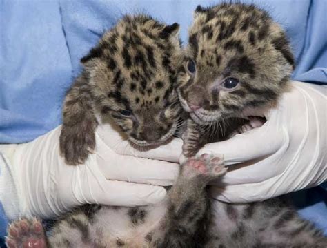 Photos: World's Cutest Baby Wild Animals | Live Science