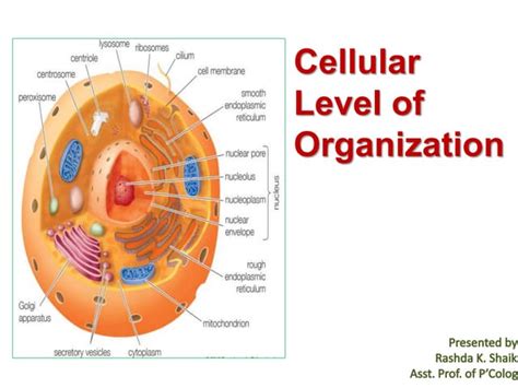 1.2 cellular level of Organisation.pptx