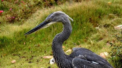 Critically endangered white-bellied heron found in SW China - CGTN