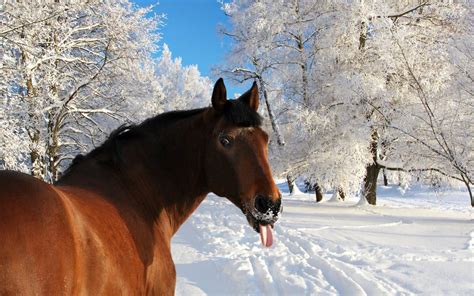 Sfondi : 1920x1200 px, divertente, cavallo, umorismo, paesaggio, natura, la neve, inverno ...