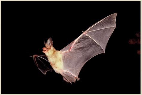 Recovery Strategy for the Pallid Bat (Antrozous pallidus) in Canada ...