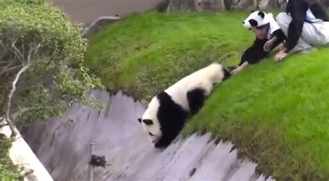 We Need To Talk About This Weird Panda Video