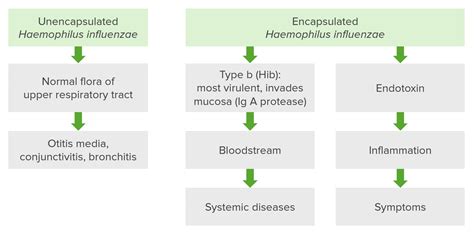 Haemophilus: Klassifikation & Therapie | Lecturio