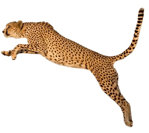 Cheetah Jump transparent PNG - StickPNG | Pet birds, Animals beautiful, Wild cats