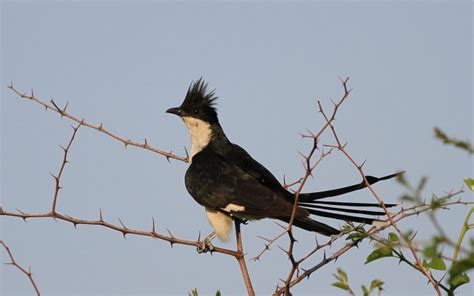 Jacobin Cuckoo: Monsoon Bird Waits for Rains to Quench its Thirst