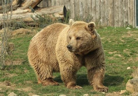 Syrian Brown Bear | National animal, Brown bear, Animals