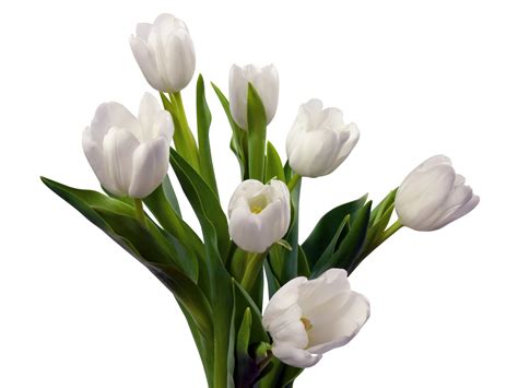 White Tulips Flowers Photo wallpaper | 1600x1200 | #23728