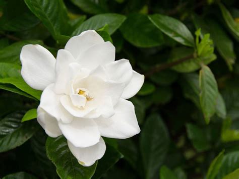 Pruning Gardenias - Tips For When And How To Prune A Gardenia