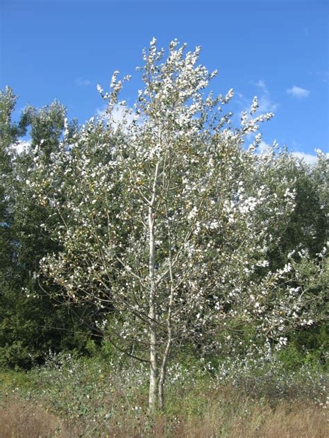 white poplar tree identification - Charmer Blogsphere Image Library