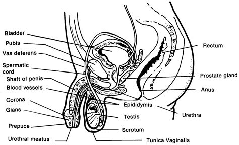 [DIAGRAM] Female Reproductive Structure Diagram - MYDIAGRAM.ONLINE