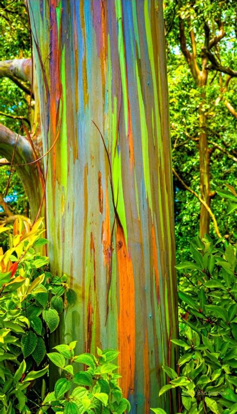 17 Best images about RAINBOW EUCALYPTUS TREE on Pinterest | Trees, The ...