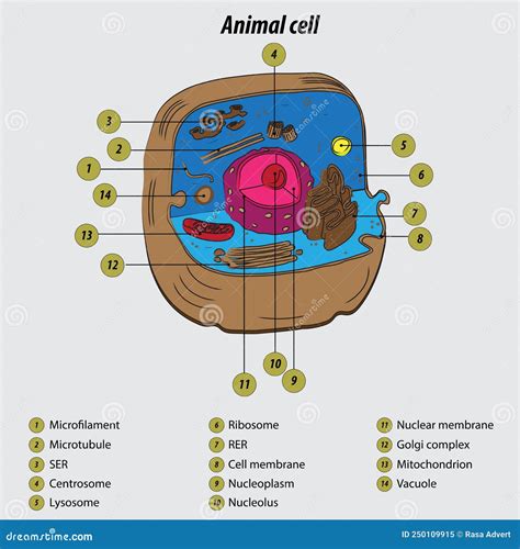 Animal Cell Labeled Diagram Vector Illustration Drawing with Layers ...