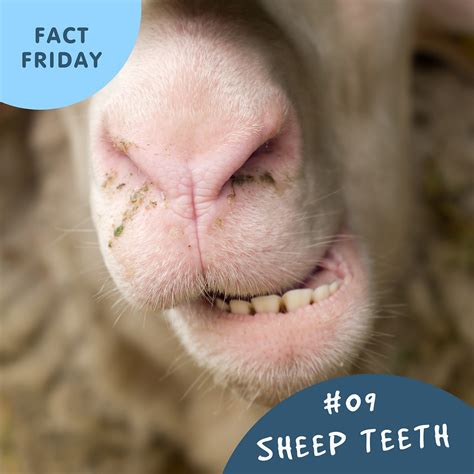 Fact Friday: Sheep Teeth