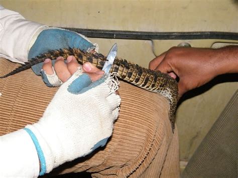 Nile Crocodile Conservation Case Study | The Mohamed bin Zayed Species Conservation Fund