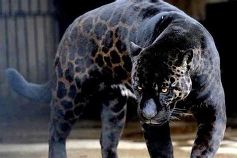 15 Weird Animal Crossbreeds That Actually Exist