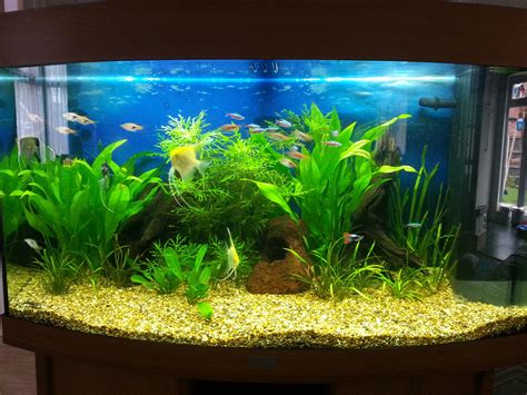 Try These 7 Easy Care Aquarium Plants In Your Tank Now