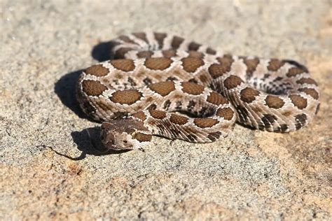 Are Baby Rattlesnakes Dangerous? – SelectSafety.net