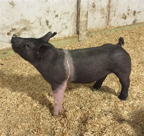 2016 Show Pig Pics March 22nd - 4B Showpigs