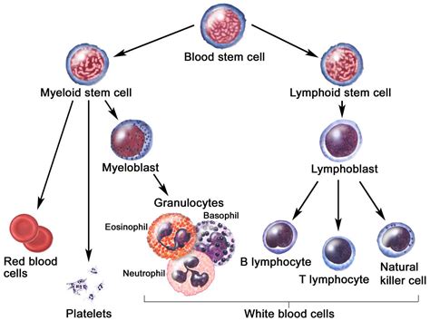 Mycosis fungoides causes, symptoms, diagnosis, stages, treatment & prognosis