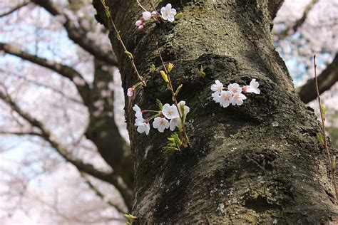 5120x2880px | free download | HD wallpaper: jeju island, cherry blossom, cheju national ...