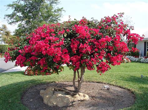 Bougainvillier en pleine terre dans le Loir-et-Cher - Forum jardinage