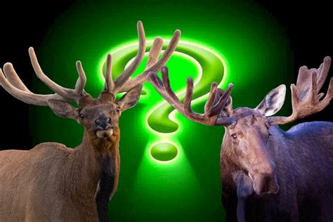 Elk vs. Moose: Know Your Bulls