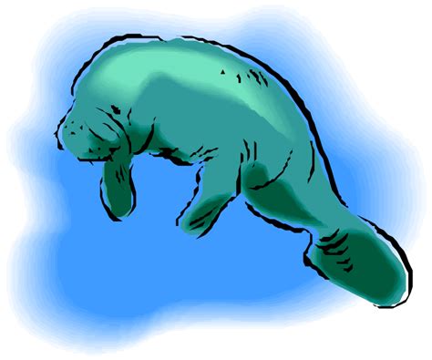 Manatee clipart - Clipground