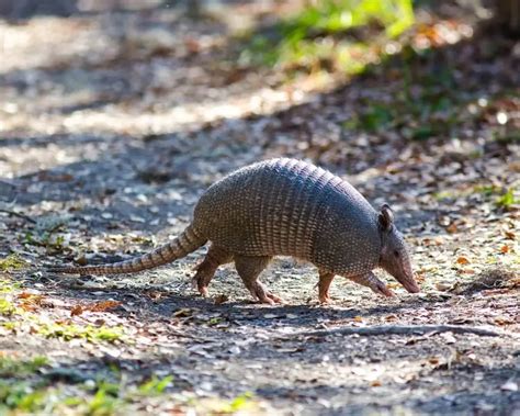 Nine-Banded Armadillo - Facts, Diet, Habitat & Pictures on Animalia.bio