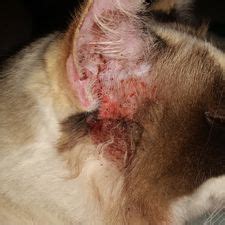 How to Get Rid of Ear Mites in a Cat: 15 Steps (with Pictures)