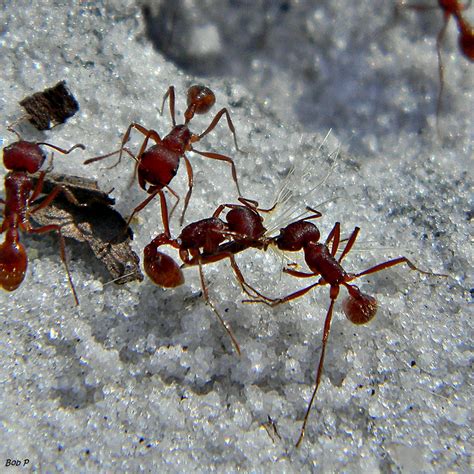 Harvester ant - Wikipedia