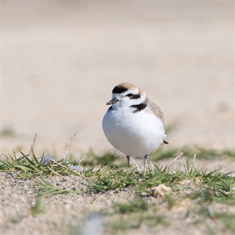 Field Trip: Meet the Snowy Plover and Least Tern (Members Only) — Santa ...