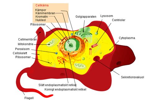 File:Animal cell structure sv.svg - Wikimedia Commons