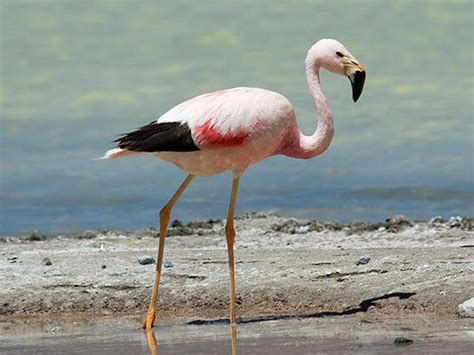 Types of Flamingos - Phoenicopteridae Family