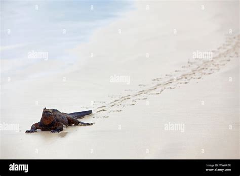 Galapagos marine Iguana Stock Photo - Alamy