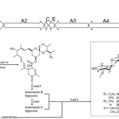 Biosynthesis of avermectin. (A) The avermectin biosynthesis gene... | Download Scientific Diagram