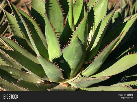 Maguey Plant Image & Photo (Free Trial) | Bigstock