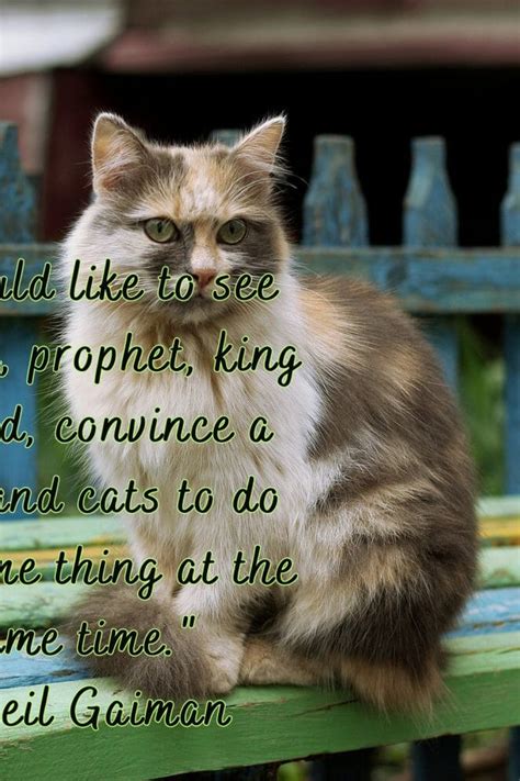 50 Inspiring Cat Attitude Quotes and the Wisdom They Impart